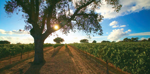 Fess Parker Pinot Noir Sta Rita Hills Santa Barbara