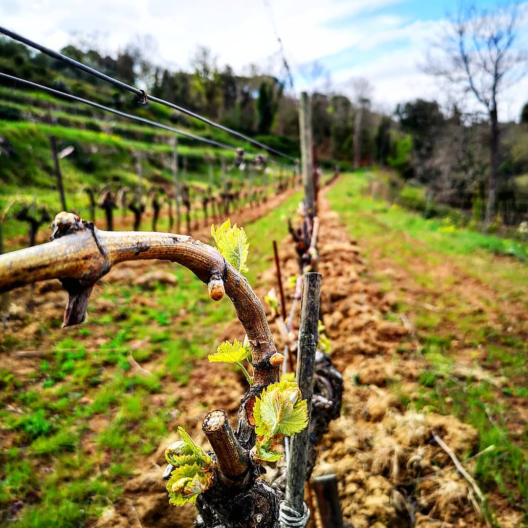 Pietroso Brunello di Montalcino Tuscany