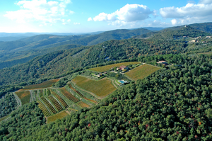 Ciona Chianti Classico